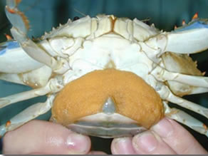 spawning female crabs (sooks) carry their eggs in an external mass (sponge) for two weeks, before the eggs hatch into larvae (zoea) that develop into megalopea and then juvenile crabs