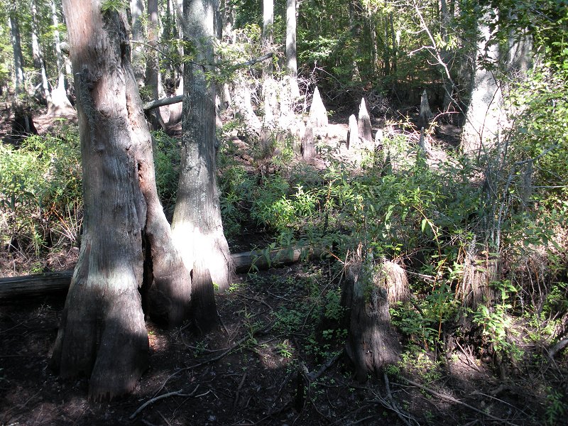 cypress roots and swelled tree bases in swamp at First Landing State Park (City of Virginia Beach)