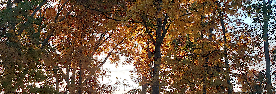 English colonists discovered what appeared to be endless forests in Virginia