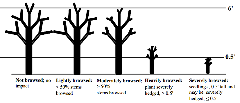 excessive browsing by deer beyond 10% damages the vegetation and reduces habitat for other species