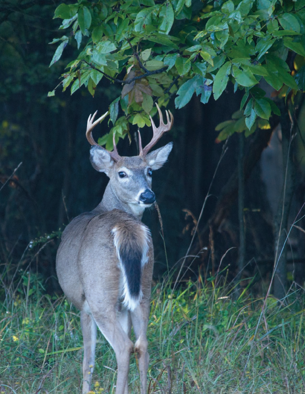 bucks (male deer) grow antlers in the late summer and shed them after the rutting season