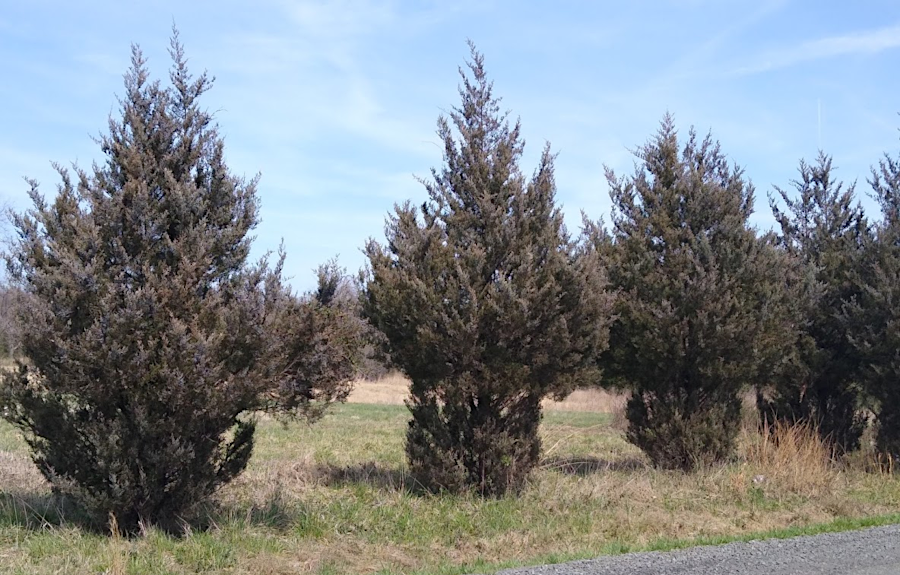 cedars are not preferred food for deer, but when populations exceed the carrying capacity the deer will eat everything (Manassas National Battlefield Park)