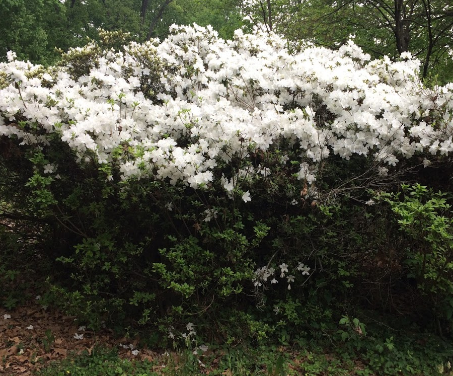 deer browse lines are revealed when azaleas bloom, and the only flowers are above the height of a deer's reach