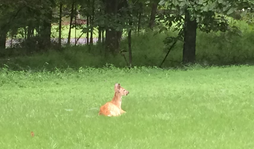 too many deer results in grazing of suburban gardens and shrubbery, and resting on grassy lawns