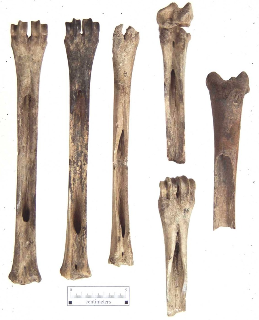 Native Americans used beamers (carved bones with two parallel edges) to scrape flesh/fat from fresh animal skins