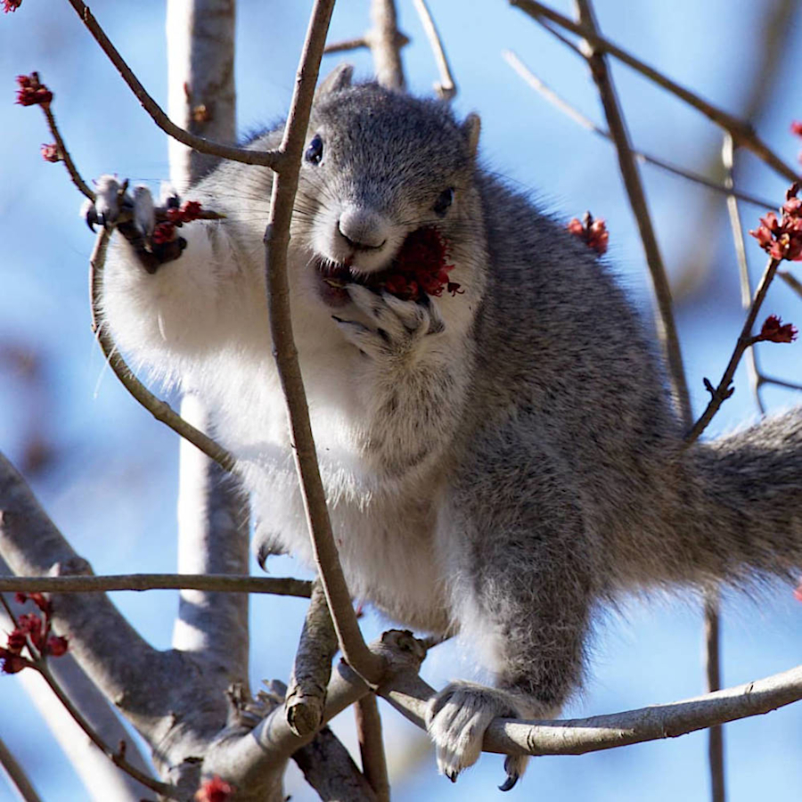 the once-endangered Delmarva fox squirrel subspecies (Sciurus niger cinereus), found only on the Eastern Shore