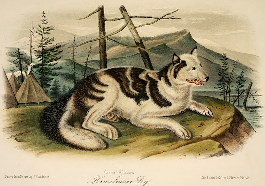 John James Audubon painted an indigenous dog found on Great Plains, living near teepees rather than the yi-hakins in Virginia
