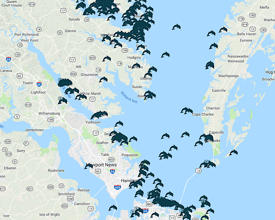 where bottlenosed dolphins were spotted in 2018