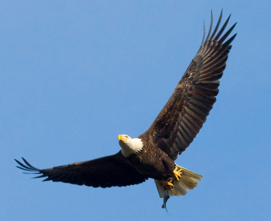 bald eagle with fish in talons