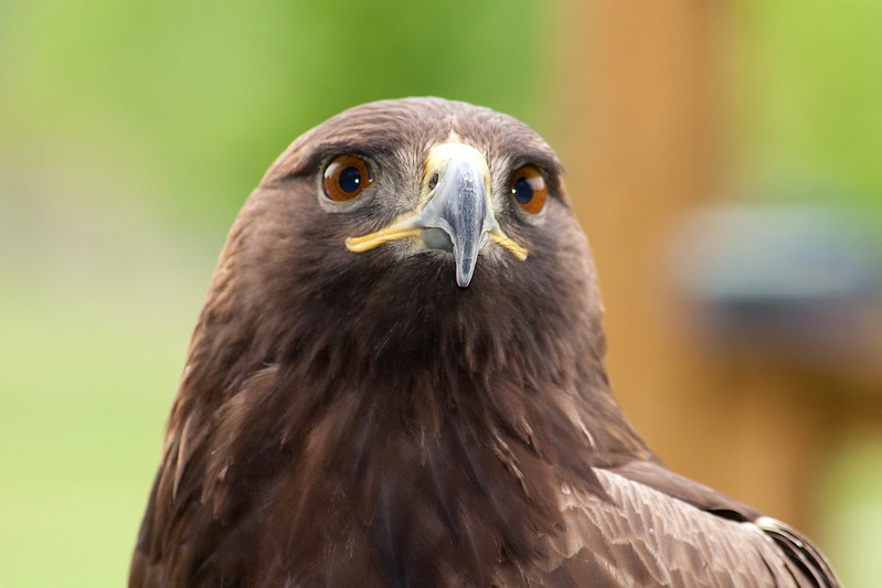 bald eagles have a white head and tail; golden eagles do not
