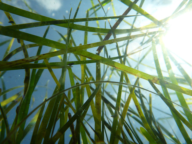 eelgrass (Zostera marina) recovery has bgun along the Atlantic Ocean side of the Easten Shore