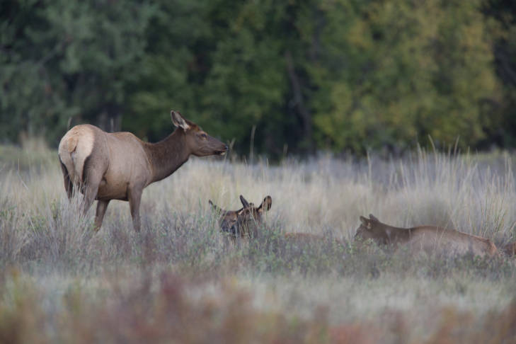 some farmers fear natural elk reproduction will create more animal damage control headaches