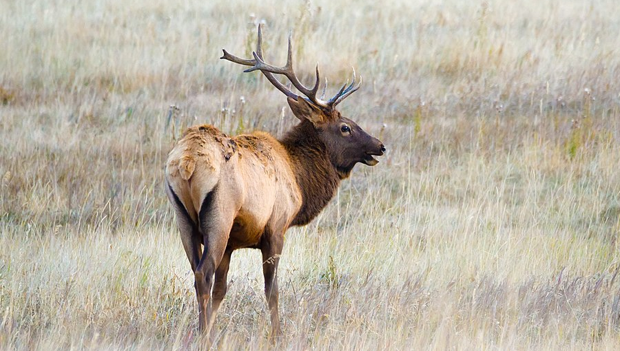 Buchanan County wants mature bull elk with antlers to become a tourist attraction