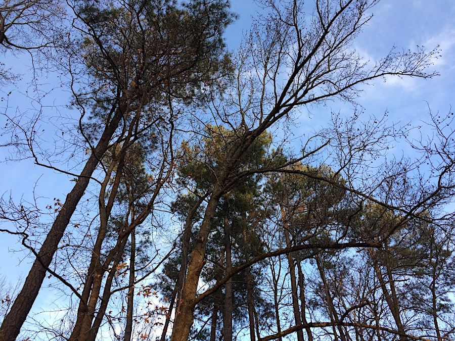pines drop needles at various times so some are always present, while deciduous trees drop all leaves in the Fall