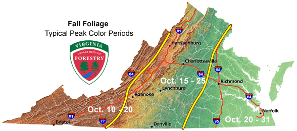 carotenoids produce yellow, orange, and brown colors, while anthocyanins produce red colors in September-October