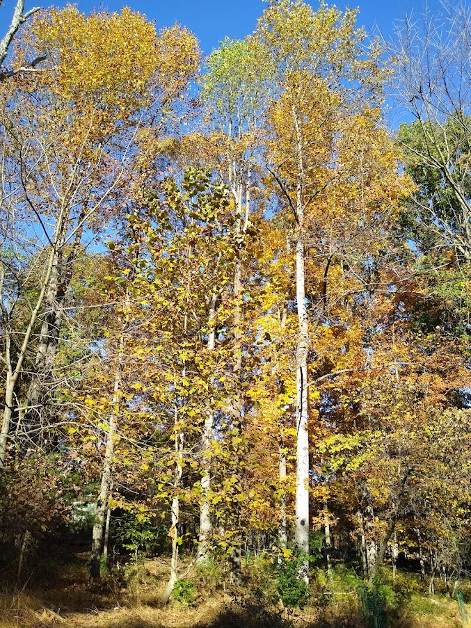 corky abscission layers form at the base of leaves on most deciduous trees, and leaves break off in October-November