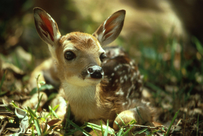 healthy does can produce fawns for over 5 years
