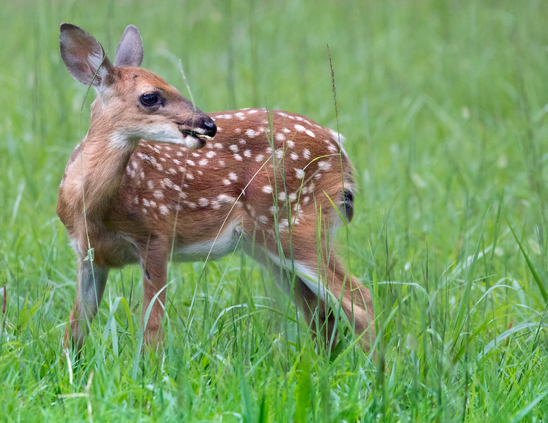 fawns have spots to help them hide from predators