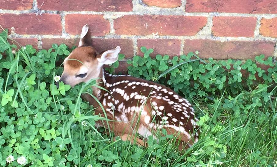 does return to their fawns, who are parked rather than abandoned for portions of the day