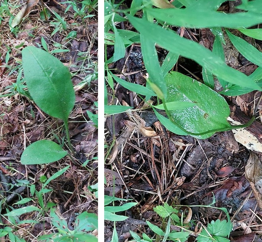 Southern Adders Tongue Fern (Ophioglossum vulgatum)