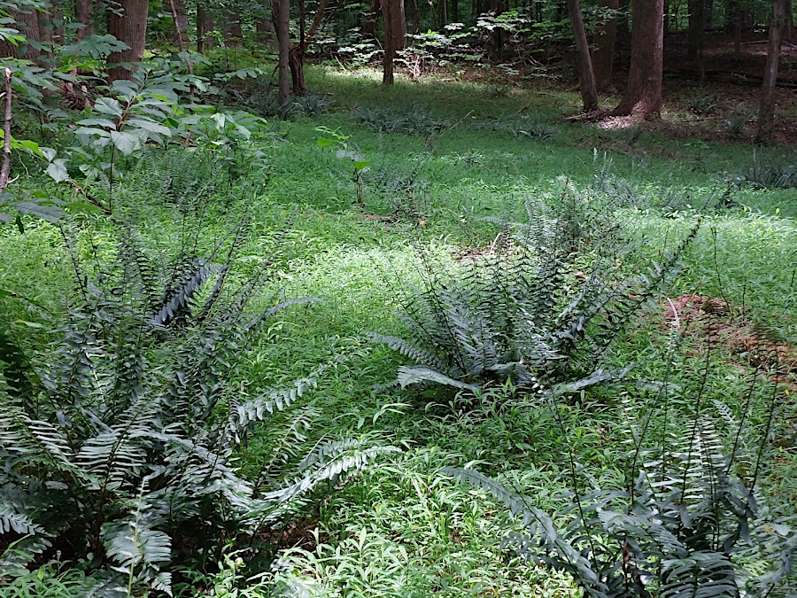Christmas Fern  (Polystichum acrostichoides)