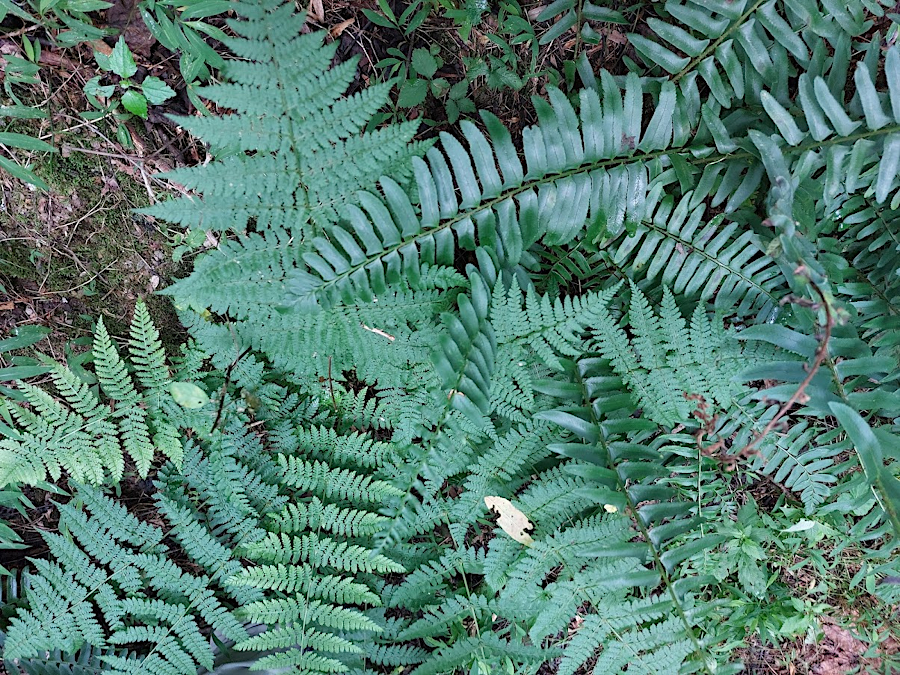 Christmas Fern (Polystichum acrostichoides) and Crested Wood Fern  (Dryopteris cristata)