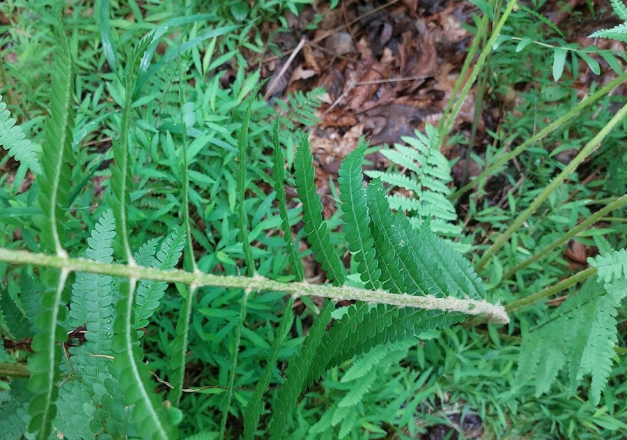 cinnamon-colored scales on stipe of Cinnamon Fern (Osmundastrum cinnamomeum)