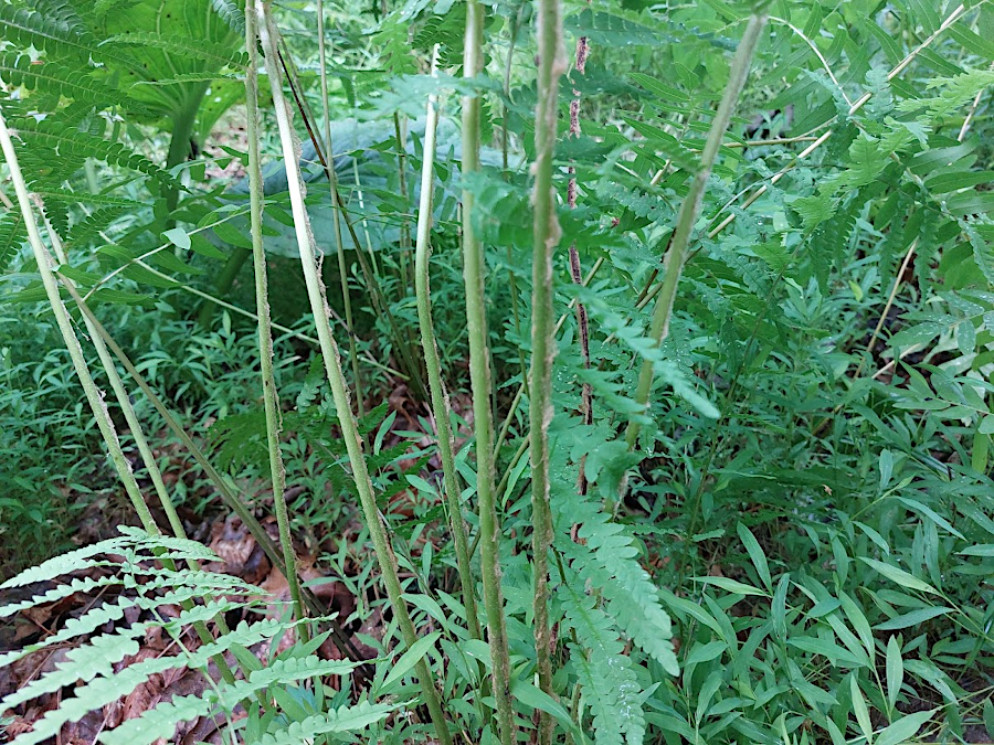 Cinnamon Fern (Osmundastrum cinnamomeum)