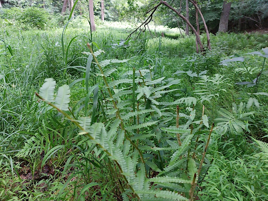 deer grazing impact on Cinnamon Fern (Osmundastrum cinnamomeum)
