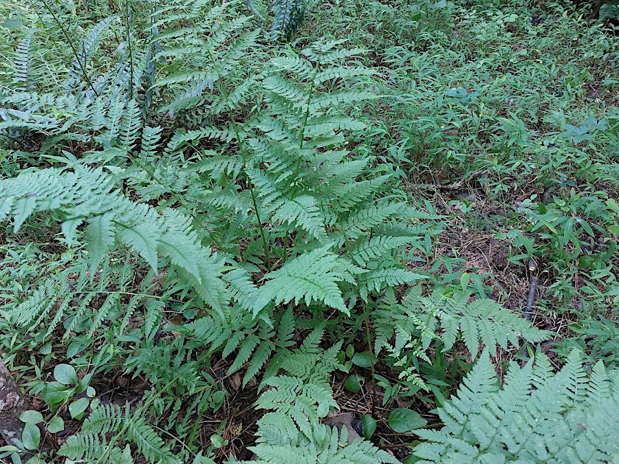 Crested Wood Fern (Dryopteris cristata)