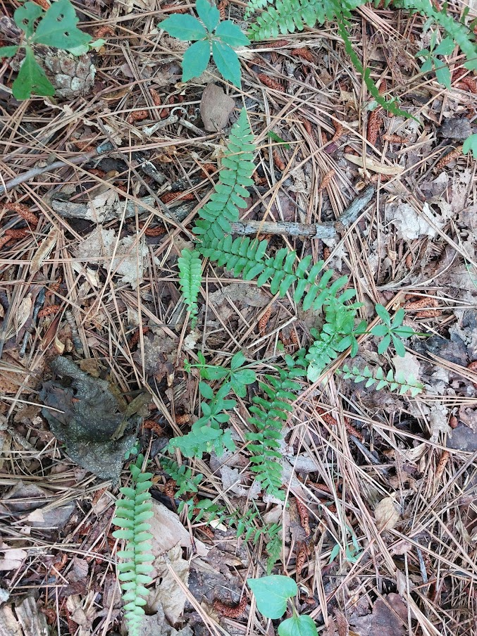 ebony spleenwort (Asplenium platyneurion)