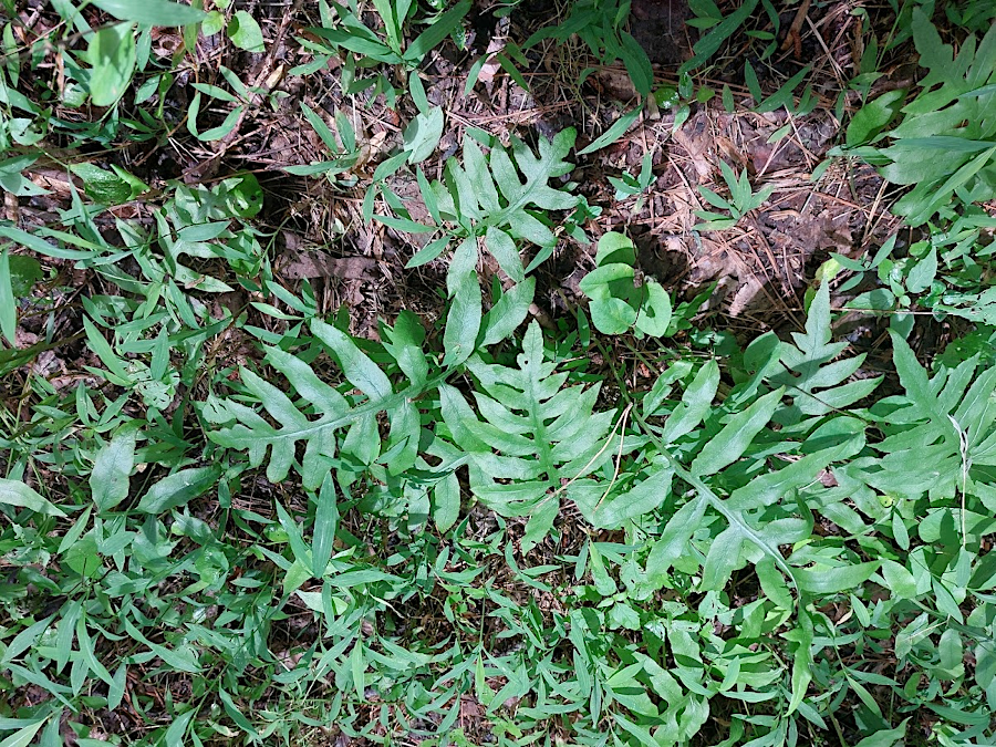 Netted Chain Fern