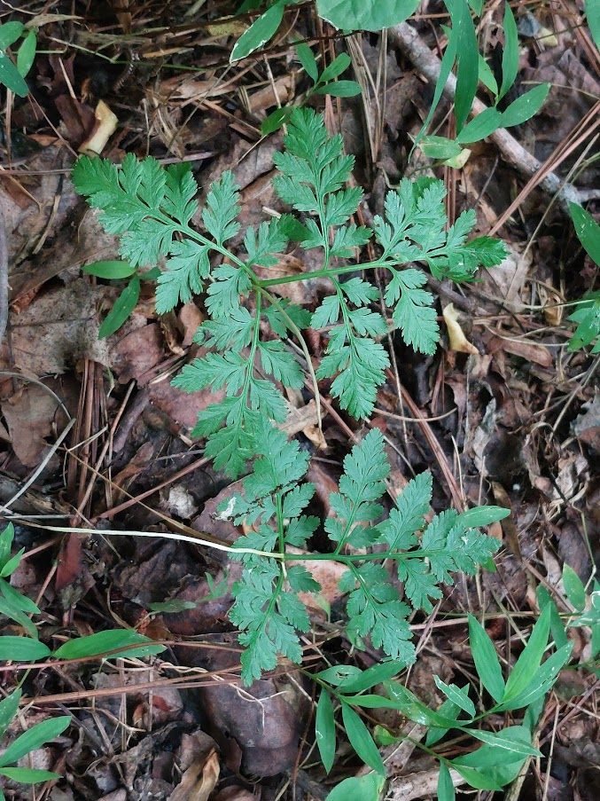 Rattlesnake Fern (Botrypus virginianus)