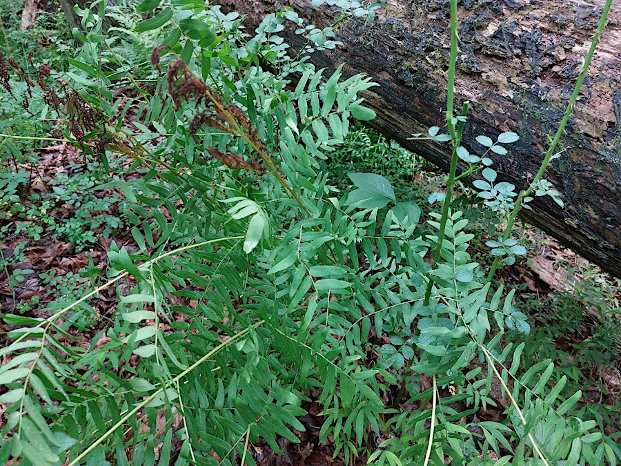 American Royal Fern (Osmunda spectabilis)