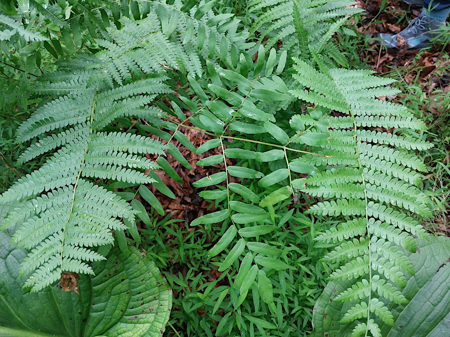 American Royal Fern (Osmunda spectabilis) and Cinnamon Fern (Osmundastrum cinnamomeum)