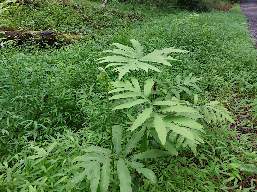 Sensitive Fern (Onoclea sensibilis)