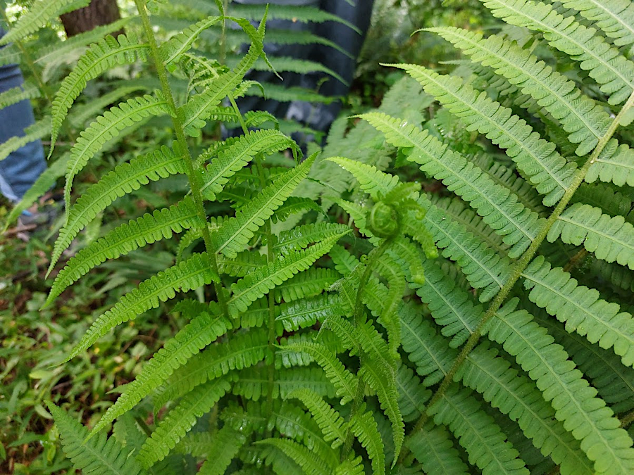 Silvery Spleen Wort (Deparia acriostichoides)