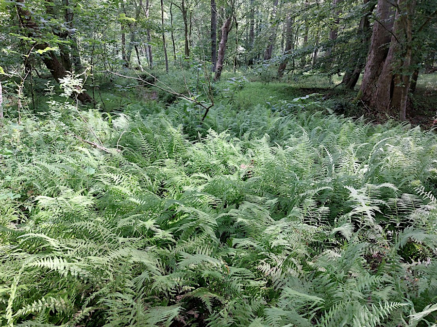 New York Fern (Amoauropelta noveboracensis) covers the ground beneath a closed canopy at Fraser Preserve