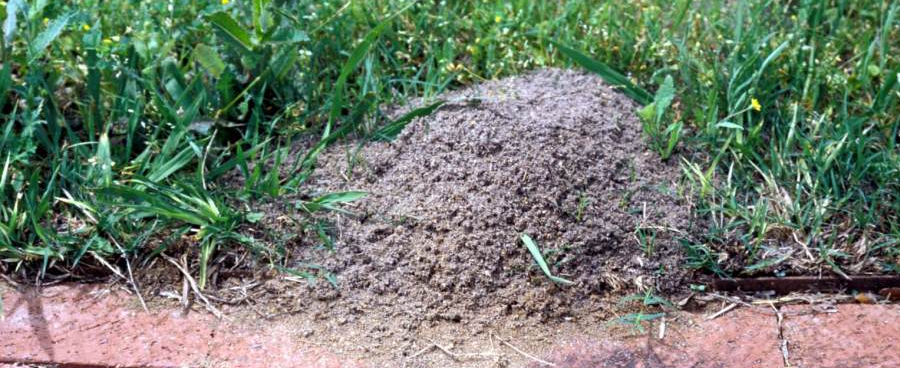 fire ant mound