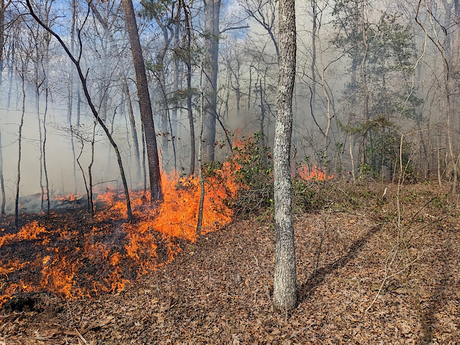 a prescribed burn at Prince William Forest Park next to Scenic Lane demonstrates the small size of the fire front