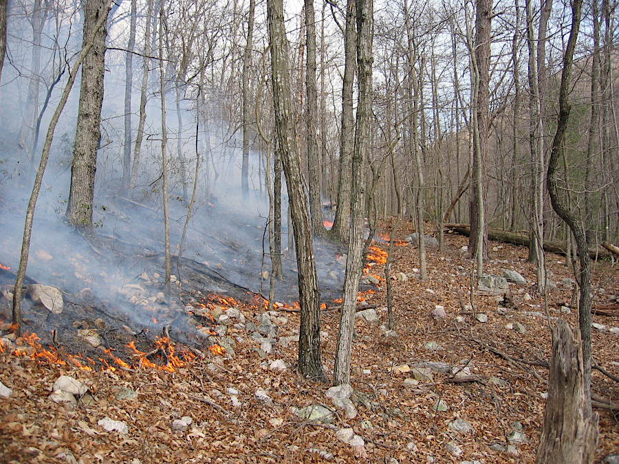 creeping ground fire moving down slope at Shenandoah National Park during the Lewis Mountain Fire