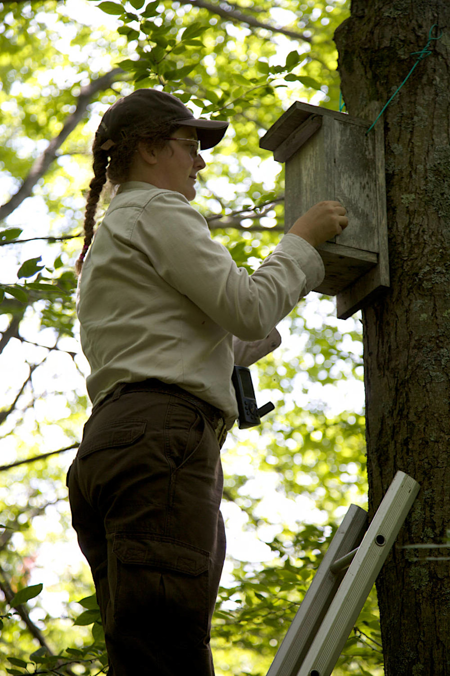 providing nest boxes also helped increase the number of Virginia northern flying squirrels