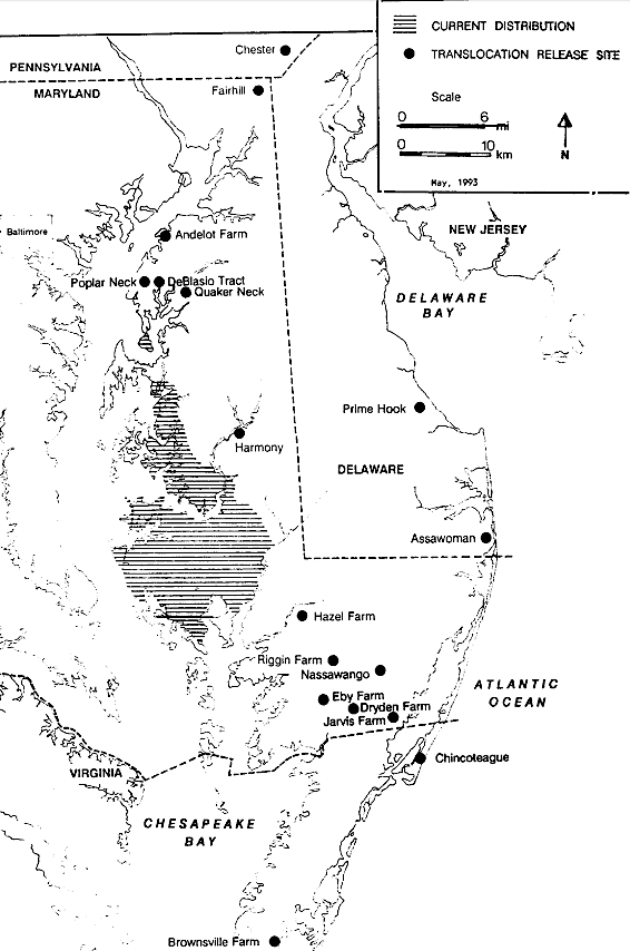 Delmarva fox squirrels were translocated to 17 sites, and established new populations at 11 of the reintroduction locations