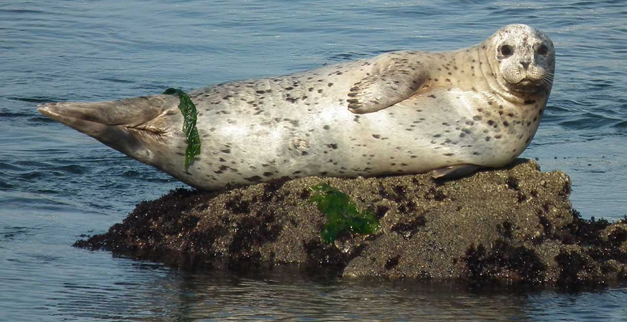 harbor seal range expansion into Virginia currently involves adults, who are typically seen after climbing onto rocks to warm themselves in the sun but also choose gently sloping beaches