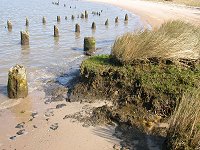 Hog Island WMA