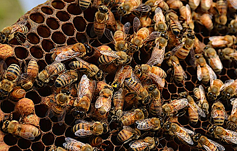 honeybees (Apis mellifera) arec a non-native, invasive species in Virginia