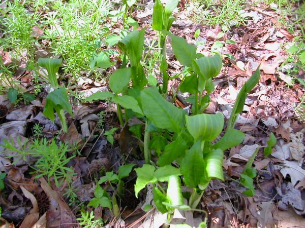 jack-in-the-pulpit at Jamestown Island