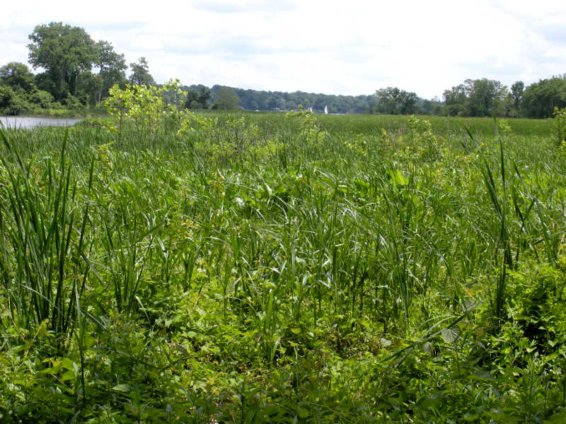 wetland at mouth of Neabsco Creek, at Leesylvania State Park