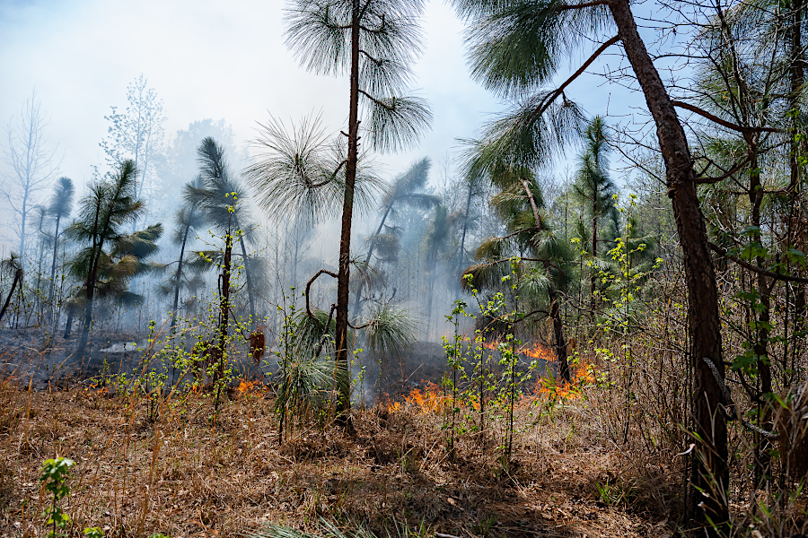 prescribed burns facilitate expansion of longleaf pine forests, since in the grass stage the species is fire-resistant