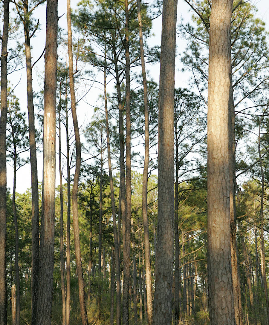 red-cockaded woodpeckers depend upon long-leaf pines